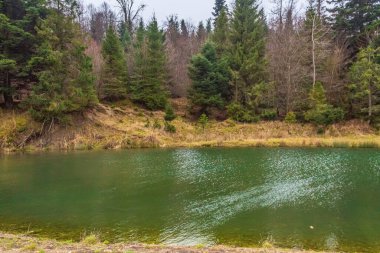 Ormanın güzel manzarası