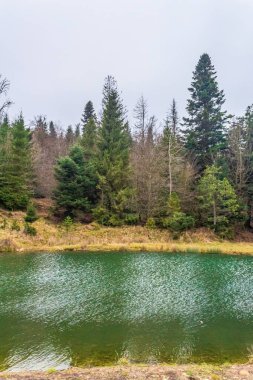 Gölün kıyısında ormanı olan bir göl