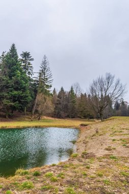 Ormanda gölü olan güzel bir manzara.