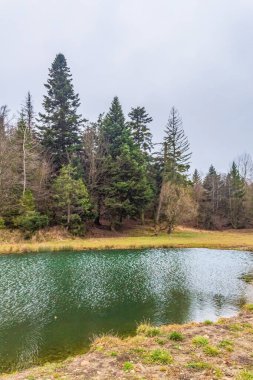 Ormanda ağaçlarla çevrili küçük bir göletin güzel bir görüntüsü.