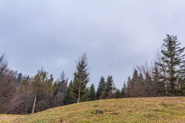 Ağacı ve dağı olan güzel bir manzara.