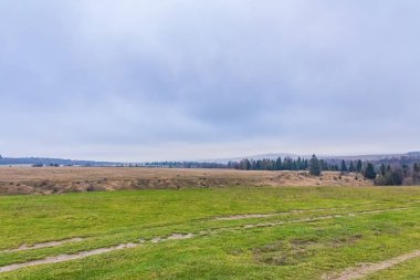 Ormanda bulutlu bir gökyüzü ile sonbahar manzarası.