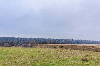Sonbaharda güzel bir ormanın manzarası.