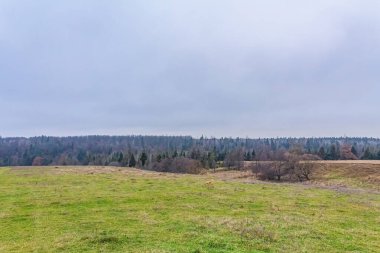 Ormanın güzel manzarası