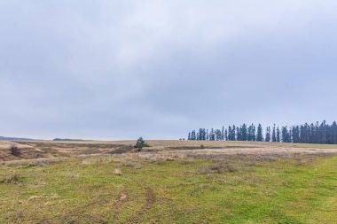 Bulutlu bir gökyüzünün altında çimlerle kaplı bir ormanın güzel bir görüntüsü.