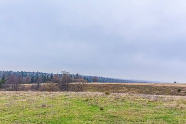 Ağaçlı ve yeşil çimenli sonbahar ormanı