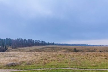 Çimlerin ve ormanın arazisindeki manzara