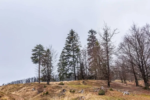 Ağaçlar ve ormanlarla dolu sonbahar manzarası