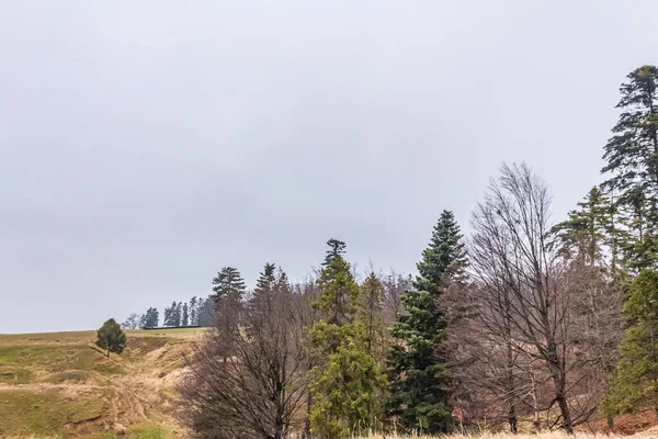 Alman Muensterland 'inde bahar ormanı
