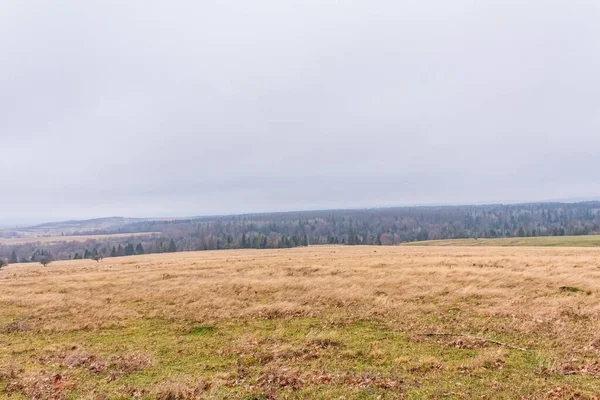 Ormanın güzel manzarası