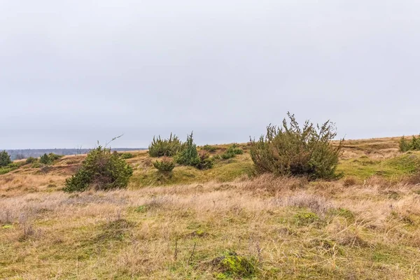 Dağlarda bir ağacı olan güzel bir manzara.