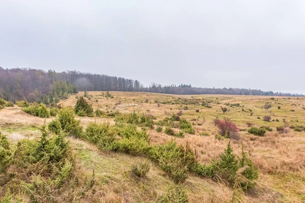 Çam ormanı ve büyük bir dağla sonbahar manzarası
