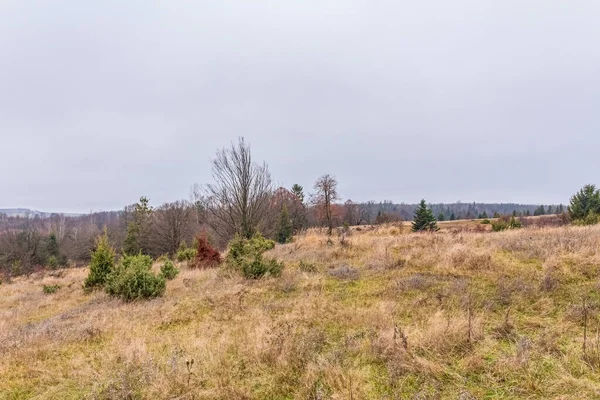 Ağaçlı yeşil bir ormanın ve arka planda bir yolun güzel manzarası.