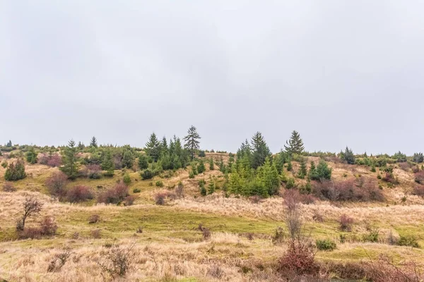 Japonya'da sonbahar orman