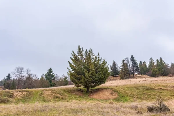 Tarladaki ağaç, doğa.