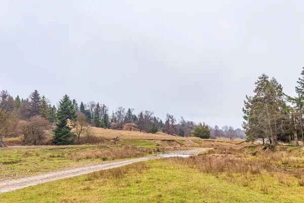 Ormandaki sonbahar sahne