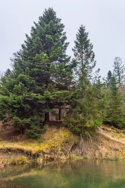 Arka planda göl olan güzel bir orman manzarası.