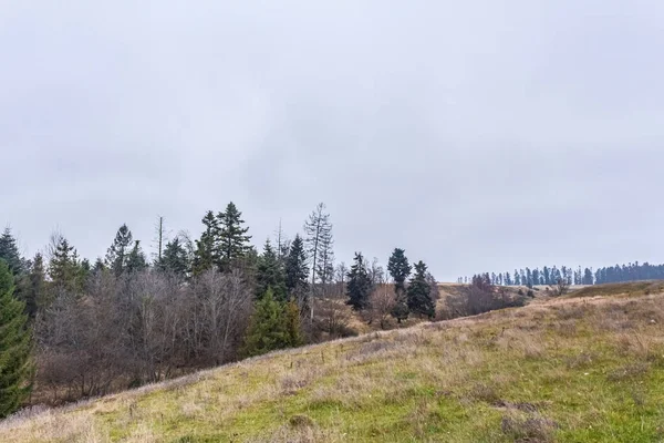 Yeşil ormanın manzarası