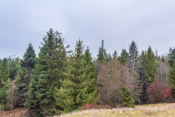 Bir çam ormanı manzarası