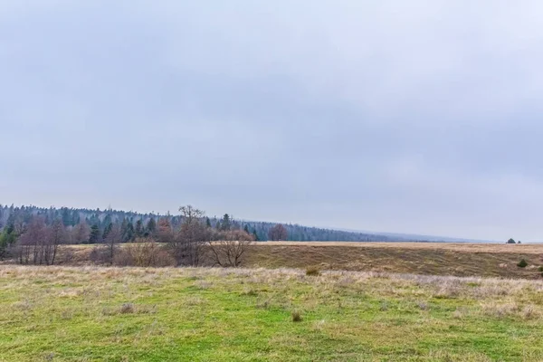 Ağaçlı ve yeşil çimenli sonbahar ormanı
