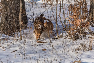 Kış ormandaki yabani geyik