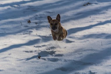 Karda oynayan köpek.