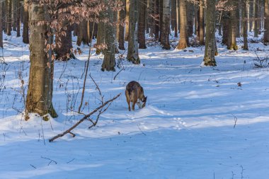 Kış ormanında bir köpek