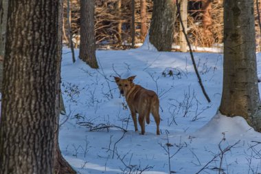 Ormandaki vahşi kırmızı geyik