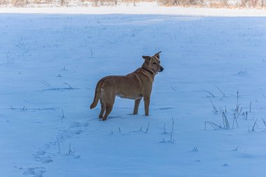 köpek içinde belgili tanımlık kar kış