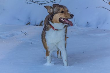 Köpek yürüyüşü, kış günü.