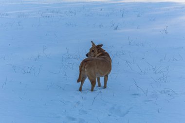Karda güzel bir köpek