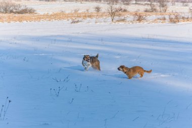 Karda oynarken köpekler