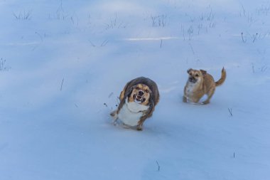 İki köpek karda birlikte oynuyor.
