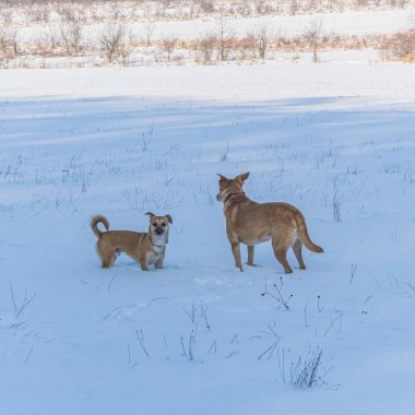 Genç kızıl tilki karda sevimli köpeğiyle oynuyor.