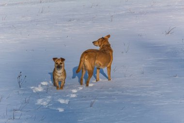Köpek tarlada köpekle oynuyor.