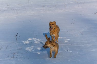 İki köpek kış oynama