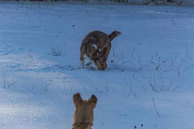 Köpek karda oynuyor, köpek, kış