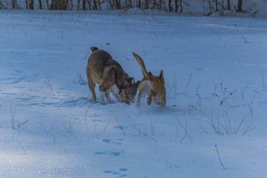 İki köpek kış ormanında karla oynuyor..