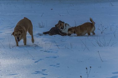 Köpek kışın parkta