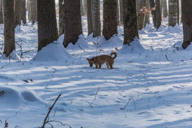 Kış ormanında kızıl tilki.