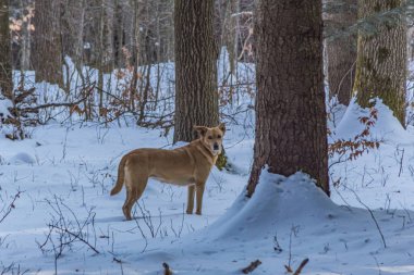 Kış ormanındaki köpek. Kışın evcil hayvan. Evcil hayvan. Doğa, kış.