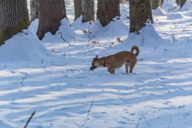 Bir köpek kışın ormanda yürüyor..