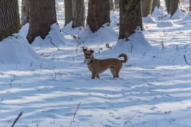 Kahverengi tilki ormanda yürüyor.