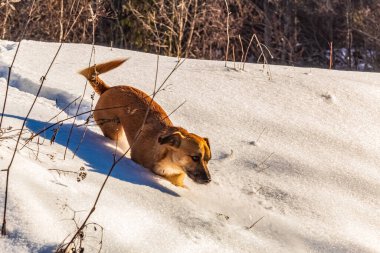 Kış ormanında bir köpek