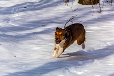 Köpek karda koşuyor.