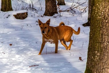 Kızıl köpek kış ormanında yürüyor..