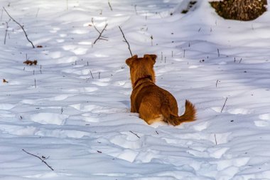 Kışın kızıl tilki