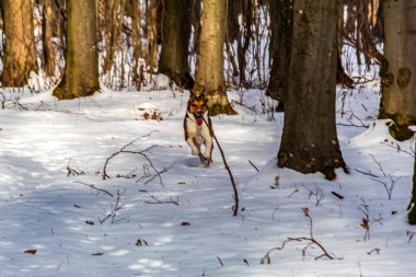Köpek kış ormanında