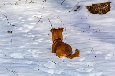 Karda oynayan köpek.