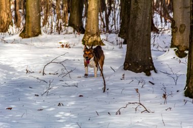 Kış ormanında kızıl köpek